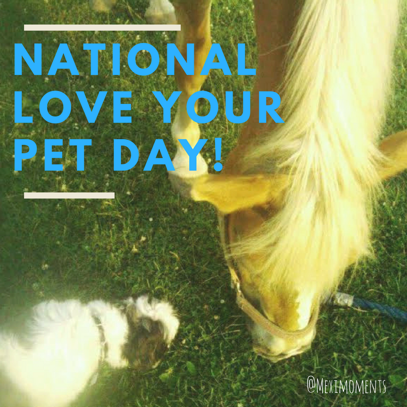 National Love Your Pet Day Which Dog Breed is best for you?